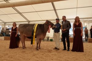 Gesamtchampion BS TU SG-ET TROYA